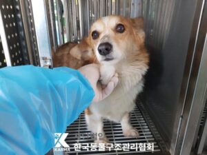 한국동물구조관리협회에서 보호하고 있는 유기된 강아지안내드립니다.
