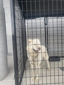 구미시 동물보호센터에서 03월 30일 발견해서 보호하고 있는 강아지 정보입니다.