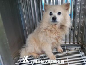 한국동물구조관리협회에서 03월 29일 발견해서 보호하고 있는 강아지 정보.