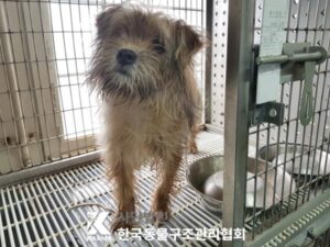 한국동물구조관리협회에서 보호중인 유기된 강아지입니다.