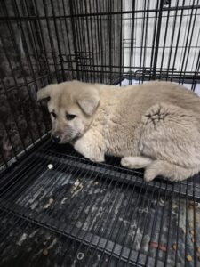 우리동물병원에서 03월 30일 발견해서 보호하고 있는 강아지 정보안내.