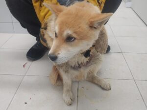 남해군동물보호센터에서 03월 30일 발견해서 보호하고 있는 강아지 정보.