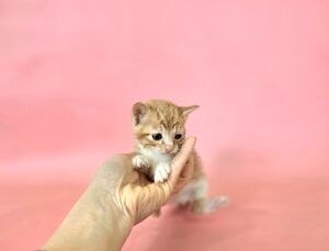 (사)영일동물플러스에서 03월 31일 발견해서 보호하고 있는 고양이 정보입니다.