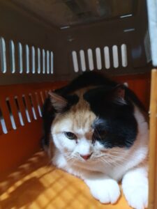 펫앤쉘터동물병원에서 보호하고 있는 유기된 고양이입니다.