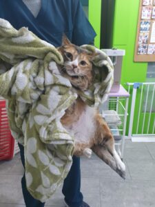 펫앤쉘터동물병원에서 03월 31일 발견해서 보호하고 있는 고양이 정보안내.