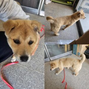 당진시동물보호소에서 03월 31일 발견해서 보호하고 있는 강아지 정보안내.