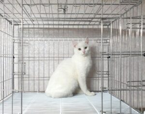 위더스 동물보호센터에서 03월 31일 발견해서 보호하고 있는 고양이 정보안내.