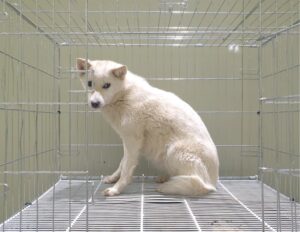 위더스 동물보호센터에서 03월 31일 발견해서 보호하고 있는 강아지 정보안내.