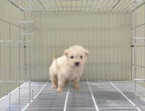 위더스 동물보호센터에서 보호하고 있는 유기된 강아지입니다.