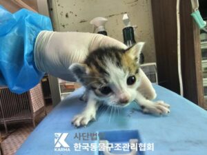 한국동물구조관리협회에서 03월 31일 발견해서 보호하고 있는 고양이 정보입니다.