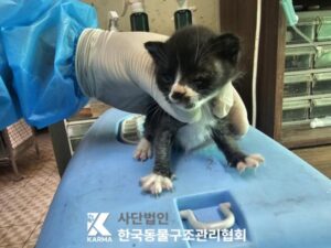 한국동물구조관리협회에서 03월 31일 발견해서 보호하고 있는 고양이 정보입니다.
