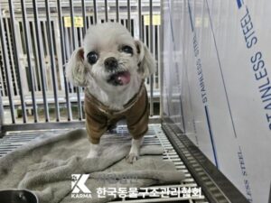 한국동물구조관리협회에서 03월 31일 발견해서 보호하고 있는 강아지 정보.