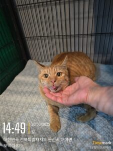 군산유기동물보호센터에서 보호중인 유기된 고양이안내합니다.