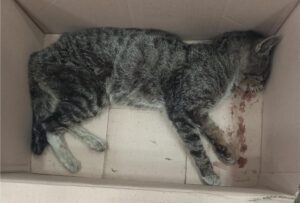 대구시수의사회(더펫)에서 03월 31일 발견해서 보호하고 있는 고양이 정보안내.