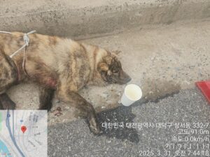 대전동물보호센터에서 보호중인 유기된 강아지안내합니다.