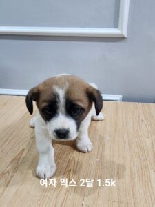 옥천동물병원에서 보호중인 유기된 강아지안내드립니다.