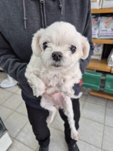우리동물병원에서 보호하고 있는 유기된 강아지안내.