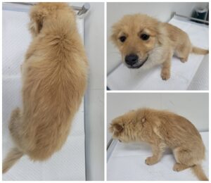 논산시 동물보호센터에서 04월 01일 발견해서 보호하고 있는 강아지 정보안내.