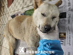 한국동물구조관리협회에서 보호중인 유기된 강아지소개합니다.