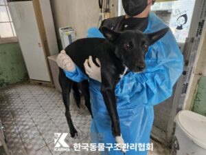 한국동물구조관리협회에서 03월 31일 발견해서 보호하고 있는 강아지 정보.