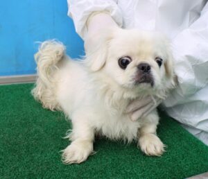 제주 동물보호센터에서 04월 01일 발견해서 보호하고 있는 강아지 정보입니다.