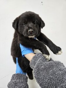 반려동물보호센터에서 04월 02일 발견해서 보호하고 있는 강아지 정보.