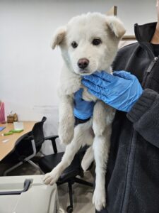 반려동물보호센터에서 보호하고 있는 유기된 강아지안내합니다.