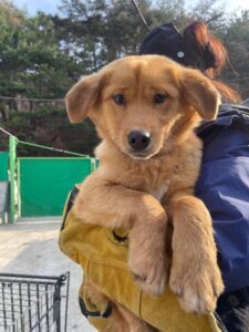 밀양시 동물보호센터에서 보호중인 유기된 강아지입니다.