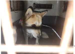 대전동물보호센터에서 보호중인 유기된 강아지안내드립니다.