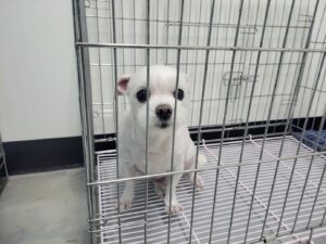 고양시동물보호센터에서 04월 02일 발견해서 보호하고 있는 강아지 정보.