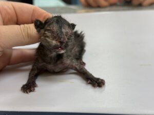 광주동물보호센터에서 04월 02일 발견해서 보호하고 있는 고양이 정보안내.