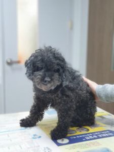 대구시수의사회(평리)에서 04월 02일 발견해서 보호하고 있는 강아지 정보안내.
