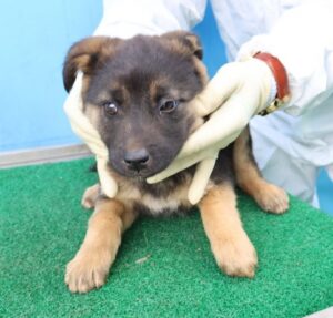 제주 동물보호센터에서 04월 02일 발견해서 보호하고 있는 강아지 정보안내.