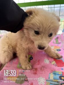 군산유기동물보호센터에서 보호중인 유기된 강아지안내드립니다.