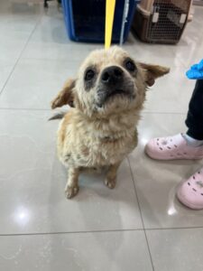 반려동물보호센터에서 보호중인 유기된 강아지입니다.