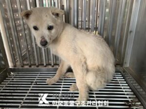 한국동물구조관리협회에서 04월 02일 발견해서 보호하고 있는 강아지 정보.