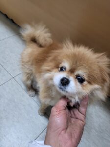 평택시유기동물보호소에서 04월 03일 발견해서 보호하고 있는 강아지 정보안내.