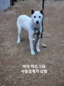 옥천동물병원에서 보호중인 유기된 강아지입니다.