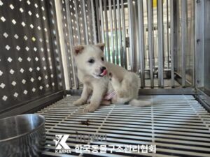 한국동물구조관리협회에서 보호하고 있는 유기된 강아지입니다.