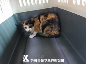 한국동물구조관리협회에서 보호하고 있는 유기된 고양이안내합니다.