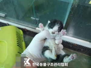 한국동물구조관리협회에서 04월 03일 발견해서 보호하고 있는 고양이 정보안내.