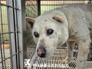 한국동물구조관리협회에서 보호중인 유기된 강아지안내합니다.