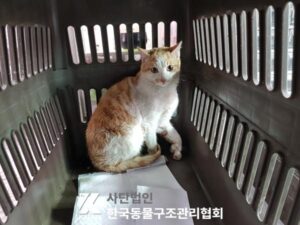 한국동물구조관리협회에서 04월 03일 발견해서 보호하고 있는 고양이 정보안내.