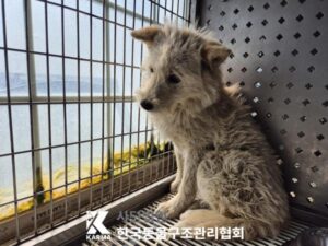 한국동물구조관리협회에서 보호중인 유기된 강아지입니다.