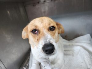 광주동물보호센터에서 보호하고 있는 유기된 강아지입니다.