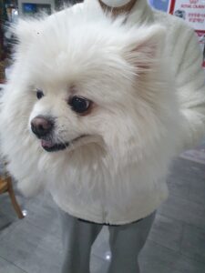 펫앤쉘터동물병원에서 보호중인 유기된 강아지소개합니다.