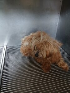 금왕동물병원에서 04월 04일 발견해서 보호하고 있는 강아지 정보입니다.