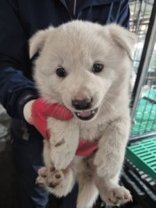 화성동물보호센터에서 보호하고 있는 유기된 강아지안내합니다.