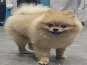 원주시동물보호센터에서 보호하고 있는 유기된 강아지정보.