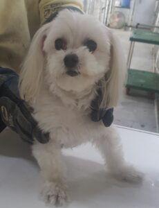 인천광역시수의사회에서 보호하고 있는 유기된 강아지정보.